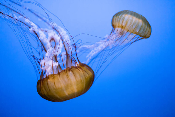 beautiful jellyfish in the aquarium - Fotografie, Obrázek