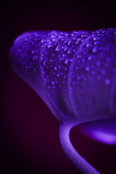 красивый фиолетовый цветок с капли росы на темном фоне - Фото, изображение
