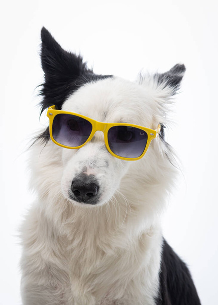 cute dog in sunglasses on white background - Foto, afbeelding