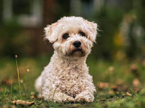 portrait of a cute dog - Foto, Imagen