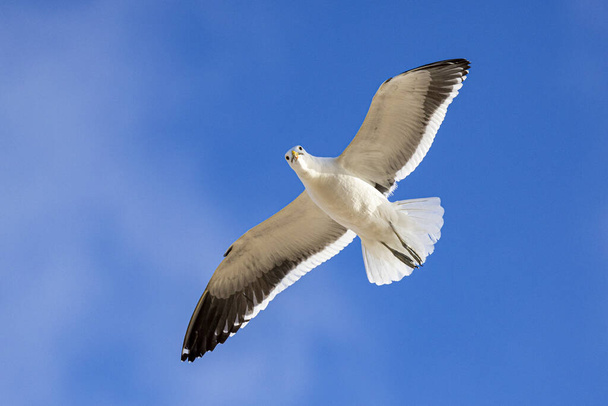 seagull flying in the sky - Photo, image