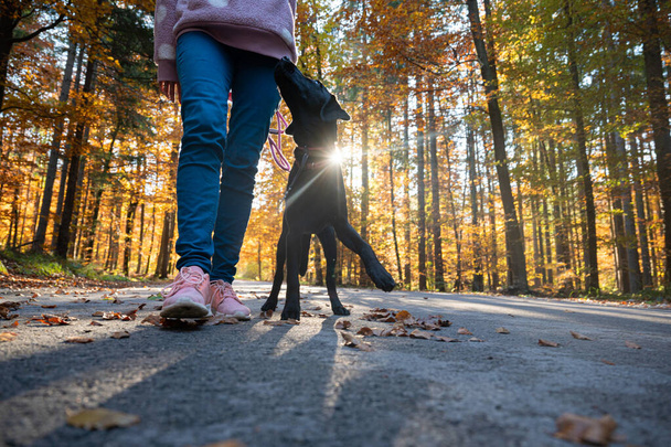 Bajo ángulo de vista de un lindo pura raza labrador negro perrito perrito caminar talón con su dueño femenino. - Foto, Imagen