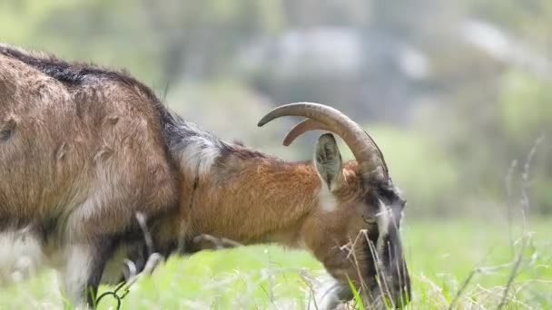 Krajowa koza mleczna z długą brodą i rogami wypasanymi na zielonych pastwiskach w letni dzień. Karmienie bydła pastwiskami rolniczymi - Materiał filmowy, wideo