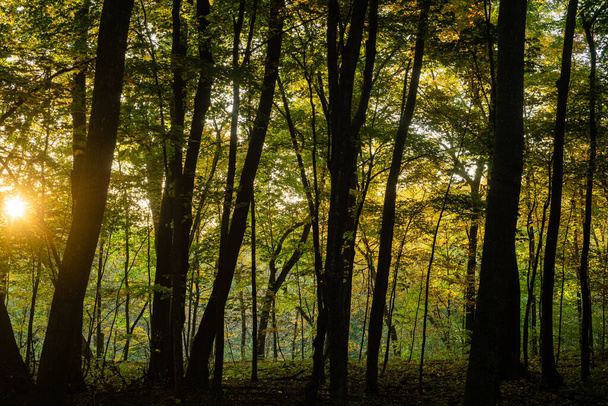 beautiful autumn forest with trees and leaves - Valokuva, kuva