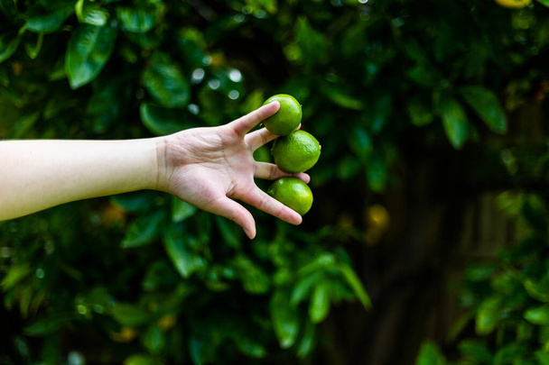 hand holding green olives on the palm tree - Foto, imagen