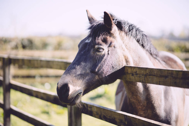 portrait of a beautiful horse - Photo, image