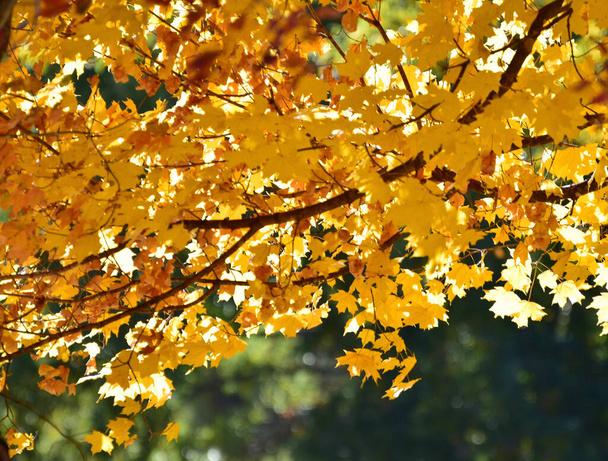 autumn leaves, fall season flora - Foto, Imagen