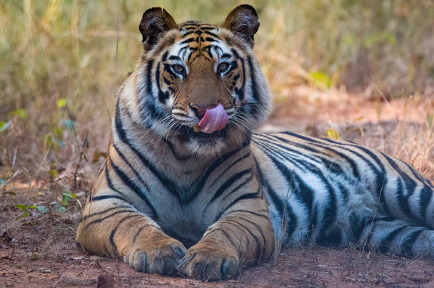 close up view of wild tiger at nature - Foto, Imagen