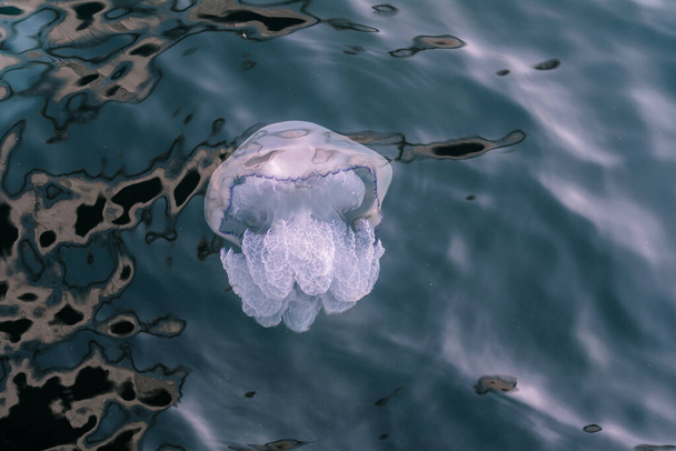 beautiful jellyfish in the water - Φωτογραφία, εικόνα