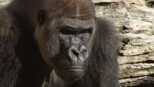 Gorilla egy természetes parkban - Felvétel, videó
