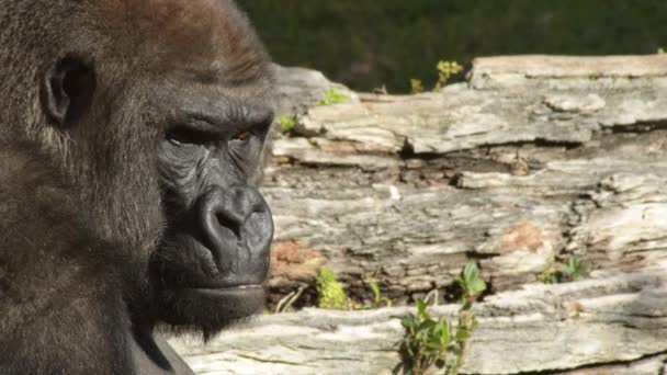 Gorilla egy természetes parkban egy napsütéses napon - Felvétel, videó