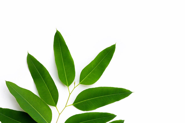 Eucalyptus leaves on white background. - Фото, изображение