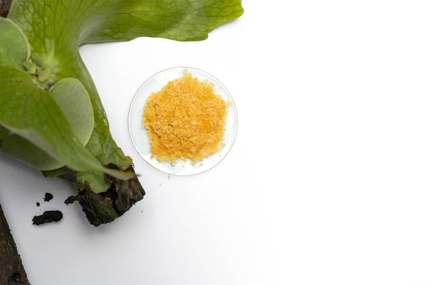 Organic Carnauba Wax in Chemical Watch Glass place near Platycerium stemaria ferns on white table. Top view - Photo, Image