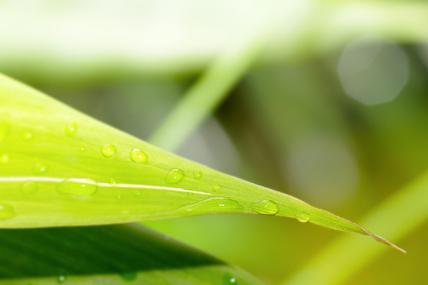 Close up de folha verde com gotas de água
 - Foto, Imagem