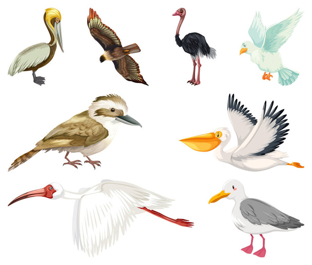Farklı kuş türleri resim koleksiyonu - Vektör, Görsel