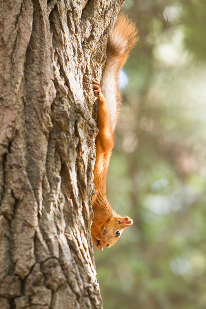 punainen orava muotokuva luonnollisella taustalla
 - Valokuva, kuva