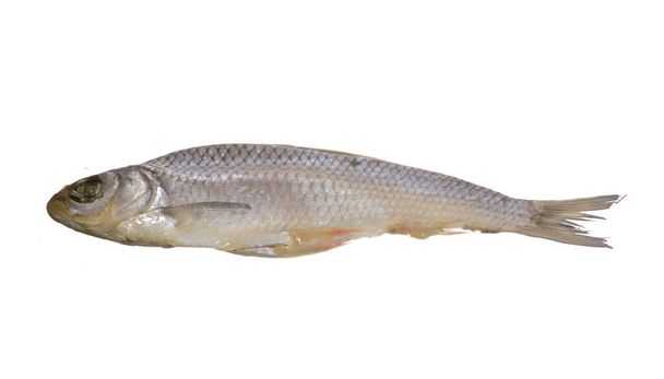 poissons secs isolés sur fond blanc - Photo, image