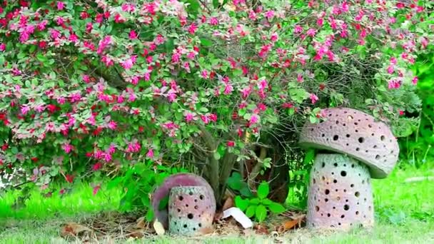 Кущ китайських квіткових квітів китайська відьма Хейзел або рожеві квітки лоропеталю в повному розквіті. У саду є грибний предмет. поміщено в основі дерева. - Кадри, відео