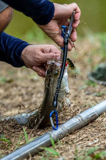 Der Fischer benutzt eine Fischzange, drückt und entfernt die Haken des Wolfsbarsches  - Foto, Bild
