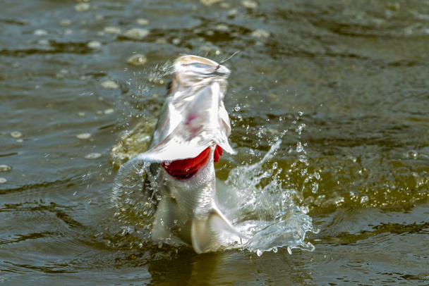 povrchová akce Seabass wheb to hit na návnadu v rybářském turnaji - Fotografie, Obrázek