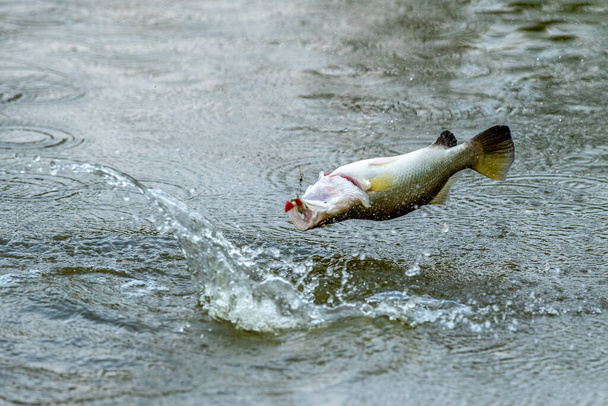 Seabassin pinta-aktiivisuus, jos se osuu syöttiin kalastusturnauksessa - Valokuva, kuva