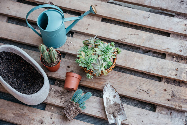 Gepoteerde vetstoffen en cactussen klaar om opnieuw te worden geplant op houten ondergrond - Foto, afbeelding