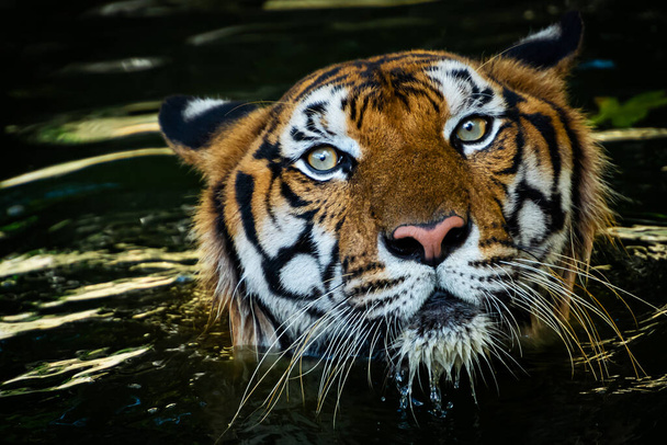 O tigre afundou na lagoa e viu apenas a cabeça. - Foto, Imagem