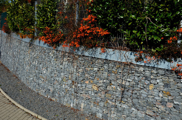 orange thorny bushes with orange berries ingrown in a gabion wire basket, cages. fence in the front garden with a natural industrial look. winches made of galvanized sheet metal - Photo, Image