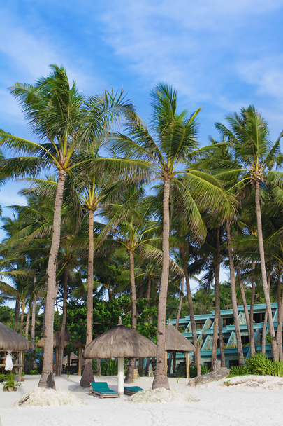 plage tropicale avec ciel bleu et palmiers
 - Photo, image