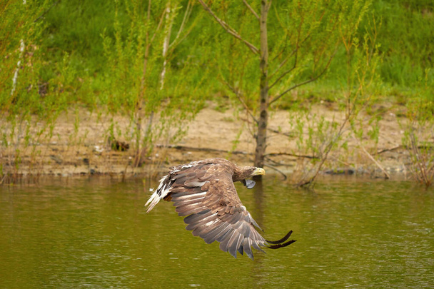 A hunting bald eagle flies above the water surface of a green lake in search of fish. Trees in the background, reflection, detail. - Photo, Image