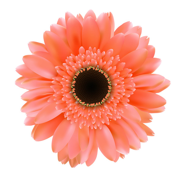 Gerbera Flower izolovaných na bílém pozadí vektorové ilustrace - Vektor, obrázek