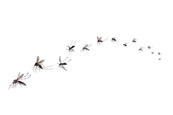 Repülő szúnyogok elszigetelt fehér alapon - Fotó, kép