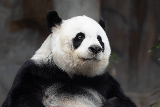 Makea pörröinen panda nimi Lin Hui - Valokuva, kuva