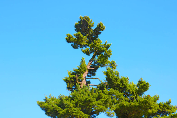 Зелена вершина дерева на фоні блакитного неба
 - Фото, зображення