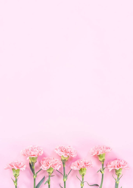 Beautiful elegance blooming baby pink color tender carnations in row isolated on bright pink background, mothers day greeting design concept,top view,flat lay,close up,copy space - Fotó, kép