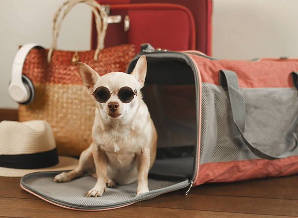 Retrato de cão chihuahua marrom usando óculos de sol sentado na frente do saco transportador de animais de estimação viajante com acessórios de viagem, pronto para viajar. Viagens seguras com animais. - Foto, Imagem