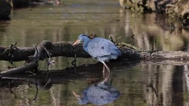 Grijze reiger, Ardea cinerea, een enorme grijze vogel waden door een plat meer op zoek naar vis, met pluizige veren, grote snavel, lange veren aan de achterkant van het hoofd, scène uit de wilde natuur - Video