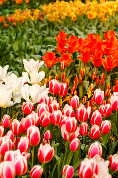 Spring garden - Foto, afbeelding