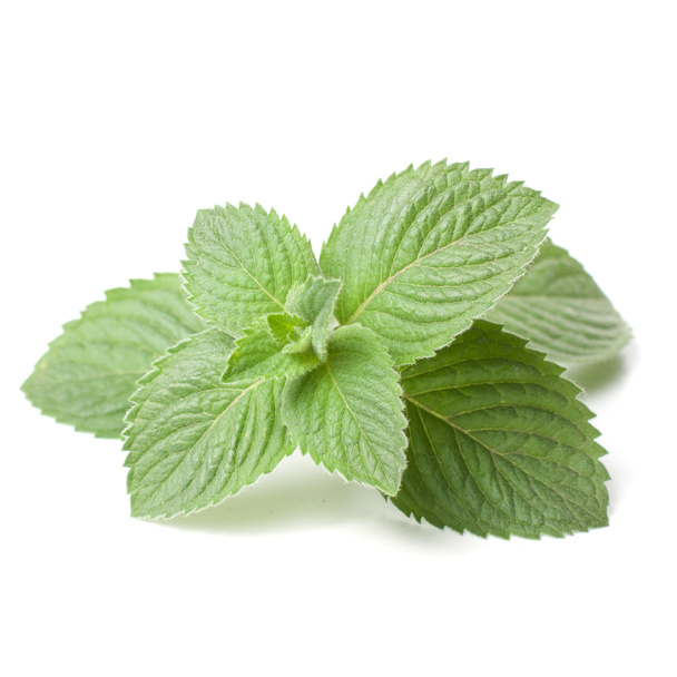 Fresh mint leaf isolated on white background - Photo, Image