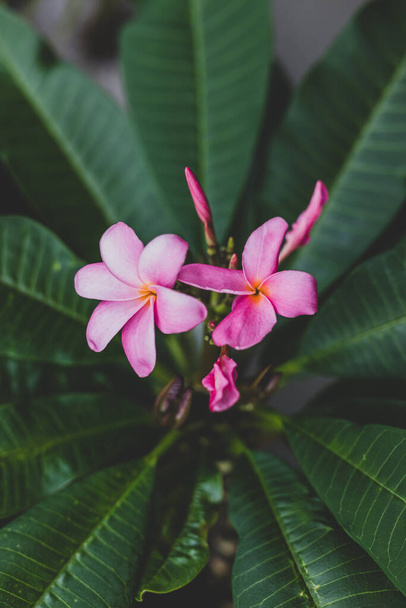 close-up of frangipani plumeria plant with pink flowers shot at shallow depth of field - Photo, Image