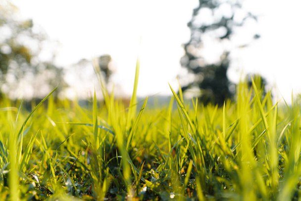 vista de ángulo bajo de primer plano paisaje de hierba verde - Foto, imagen