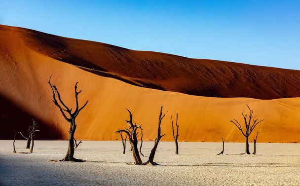 ナミブ砂漠の美しい風景、ナミビア乾燥した風景、アフリカの荒野で乾燥死んだアカシアの木 - 写真・画像