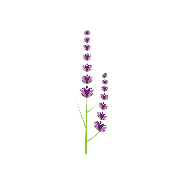 Fresh Lavender flower logo vector flat design - Vector, Image