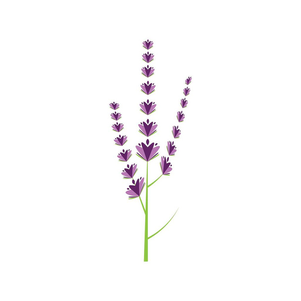 Свежий цветок лаванды логотип векторный плоский дизайн - Вектор,изображение