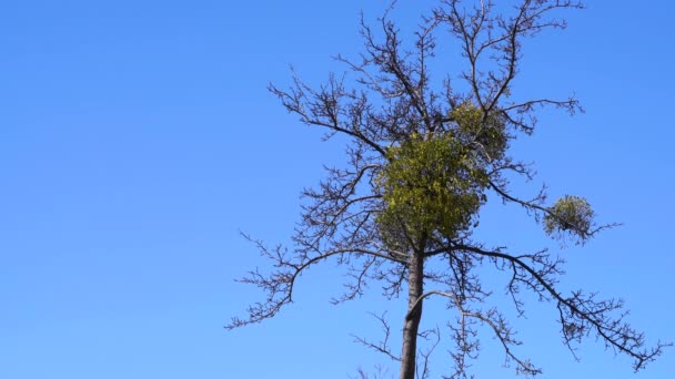 Fagyöngy, zöld levelek egy faágon (Viscum album) - Felvétel, videó