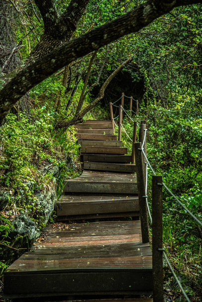 wooden bridge in the forest - Photo, image