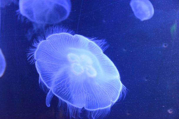 jellyfish in the water - 写真・画像