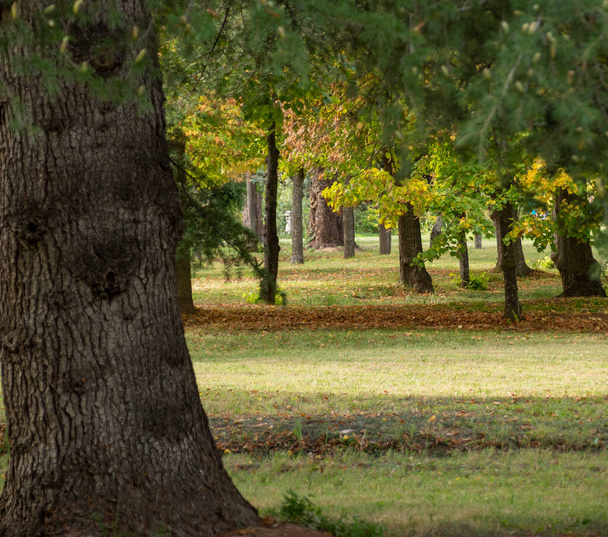 .a beautiful forest in aranjuez park, relaxation concept - 写真・画像
