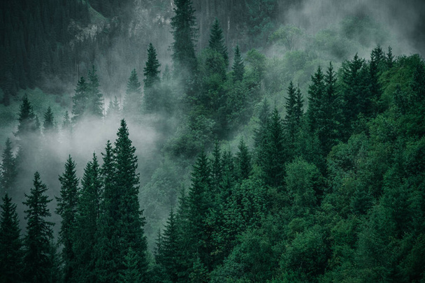 beautiful view of foggy mountain landscape - Foto, afbeelding