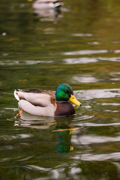duck swimming in the water - Fotoğraf, Görsel